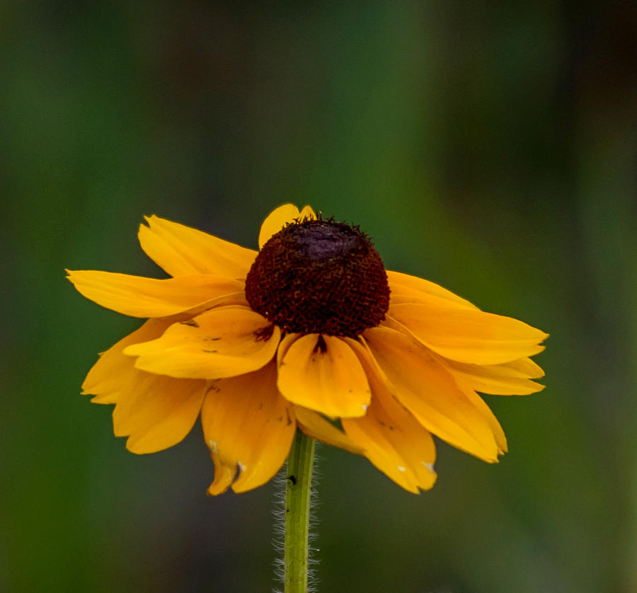 Black-eyed Susan Flower Square Photograph by Terry DeLuco