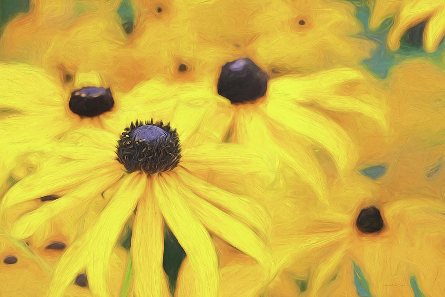 Black-Eyed Susan Flowers  Photograph by Jennie Marie Schell