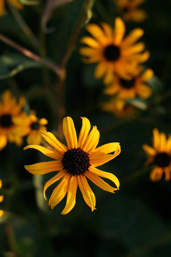Black-eyed Susan Photograph - Black-eyed Susan Flowers Looking Suspended in Air by Bonnie Boden Black-eyed Susan Photograph - Black-eyed Susan Flowers Looking Suspended in Air by Bonnie Boden