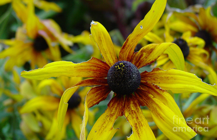Black Eyed Susan for Lunch Photograph by Heather Kirk
