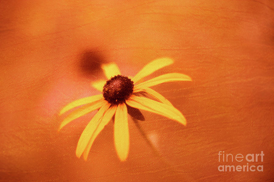 Black Eyed Susan Four Photograph by Howard Roberts