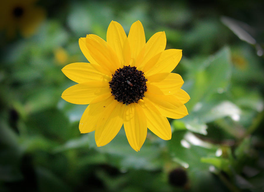 Black-Eyed Susan Highlighted Photograph by DB Hayes