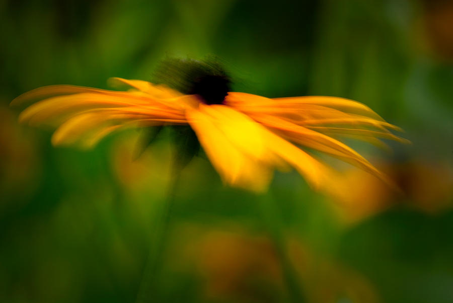 Black-eyed Susan In The Wind Photograph