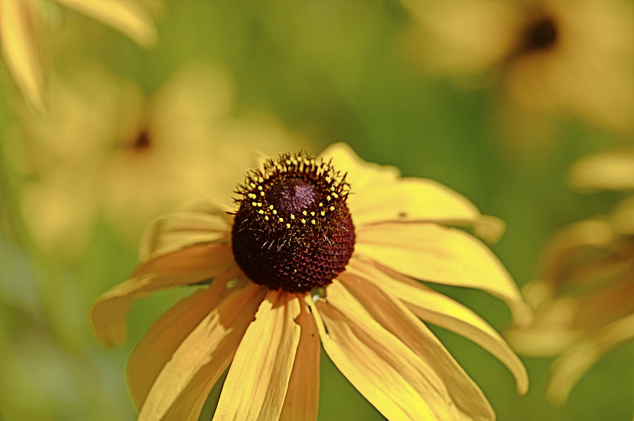 Black-Eyed Susan Photograph by Jack R Perry