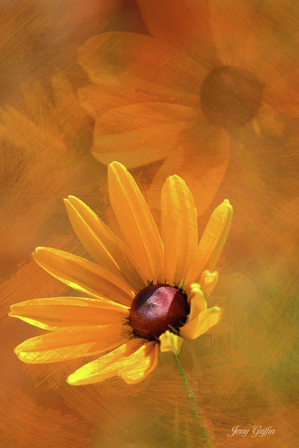 Black Eyed Susan Photograph by Jerry Griffin