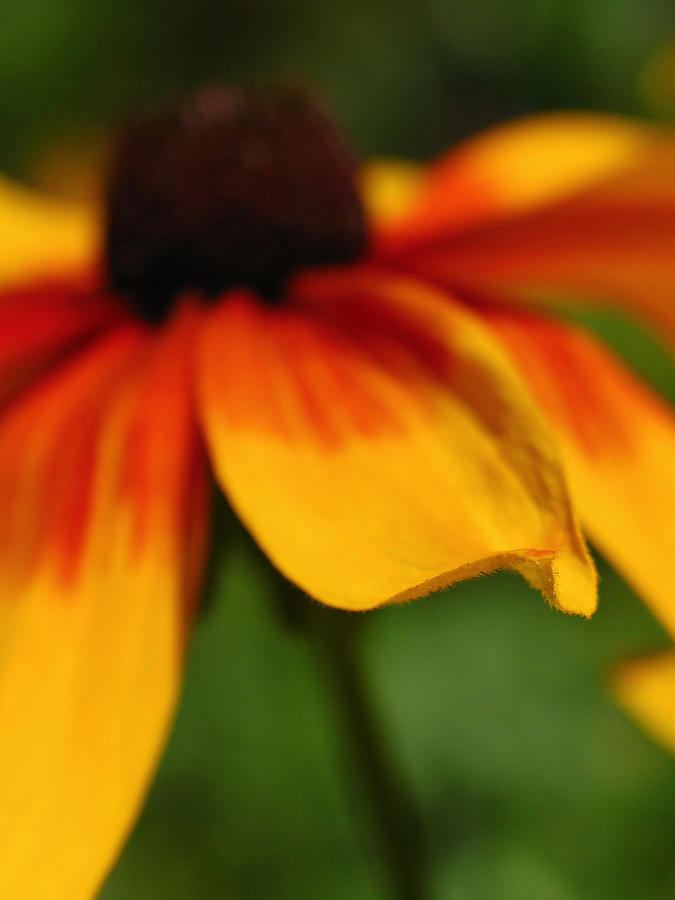 Black-Eyed Susan Photograph by Juergen Roth