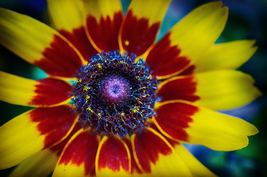 Black Eyed Susan Photograph By Kathleen White - Fine Art America