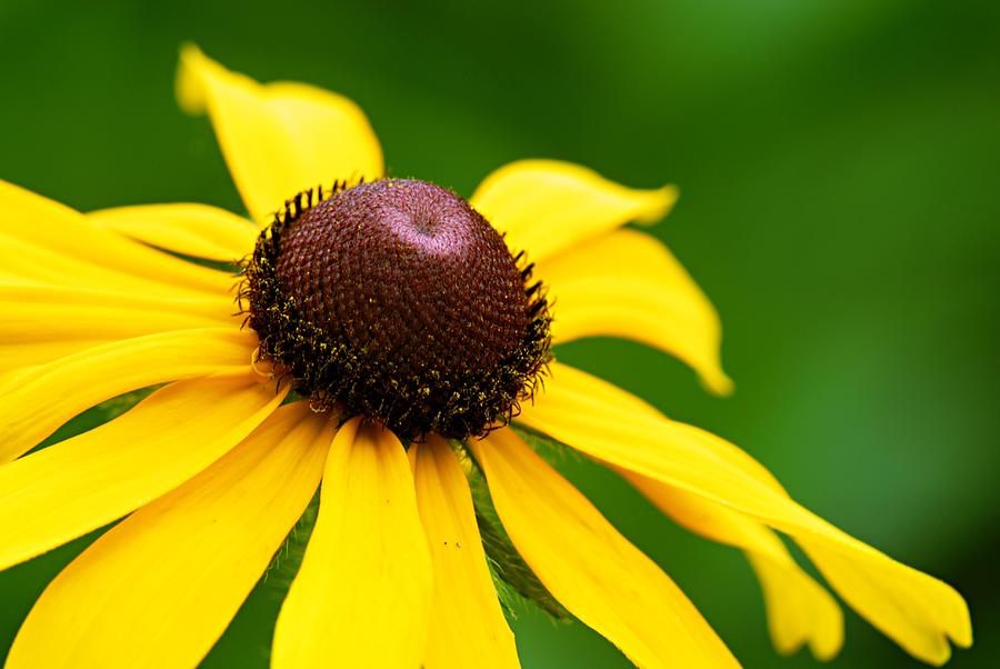 Black-eyed Susan Photograph by Larry Ricker