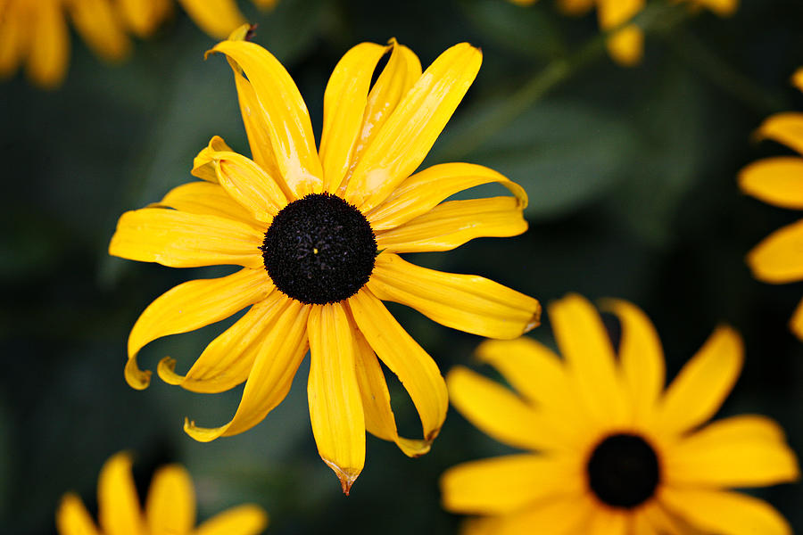Black Eyed Susan Photograph by Marilyn Hunt