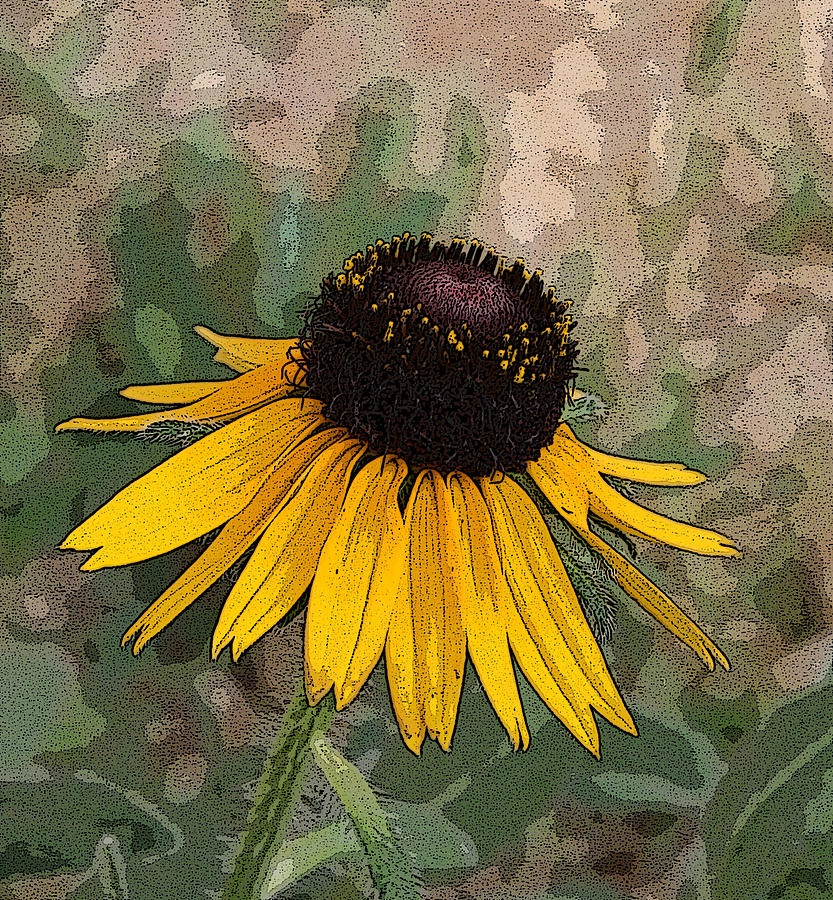 Black Eyed Susan Photograph by Marna Edwards Flavell