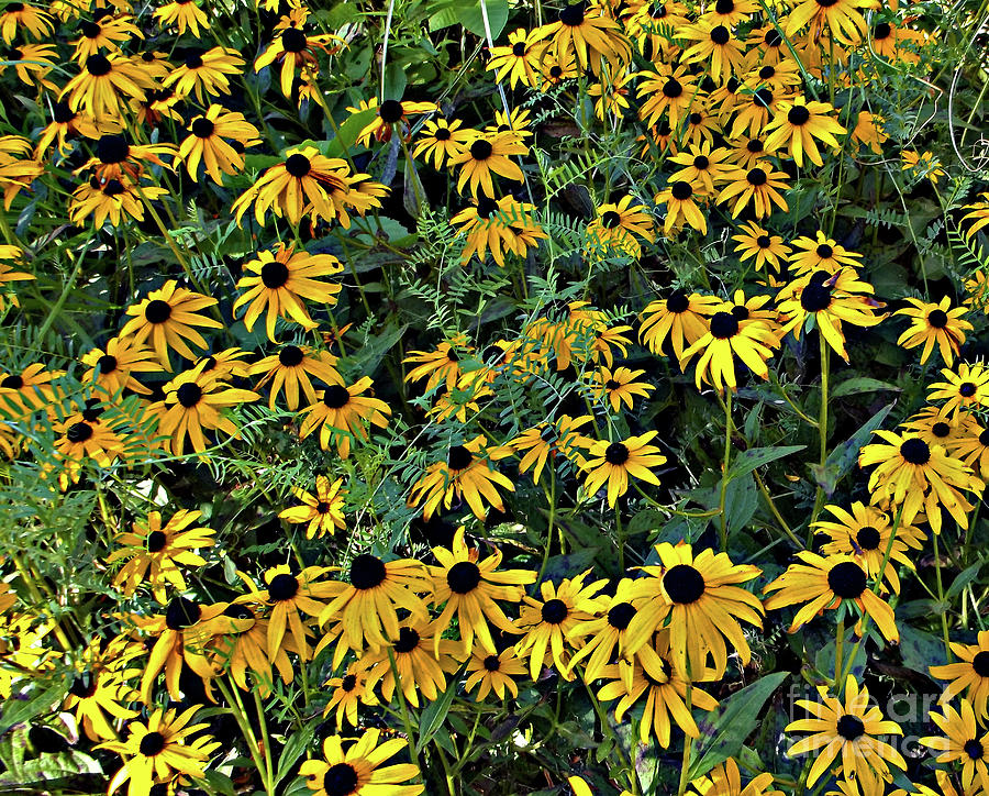 Field Of Daisies Photograph - Black Eyed Susan by Mary Ann Weger