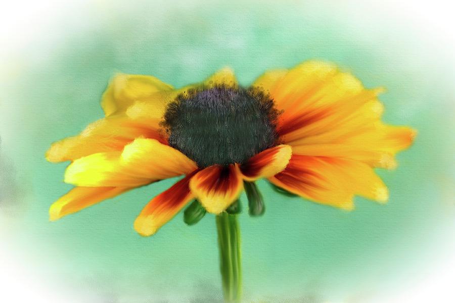 Black Eyed Susan Photograph by Mary Timman