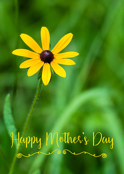 Mothers Day Digital Art - Black-Eyed Susan Mothers Day Card by SharaLee Art