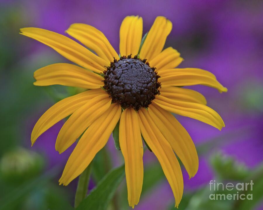 Black Eyed Susan on Purple Photograph by Patricia Strand