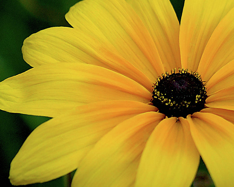 Black-eyed Susan Photograph by Robert Suggs