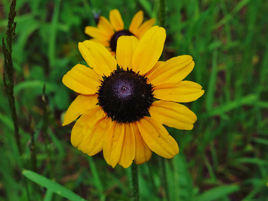 Black Eyed Susan Photograph By Sarah Maple - Fine Art America