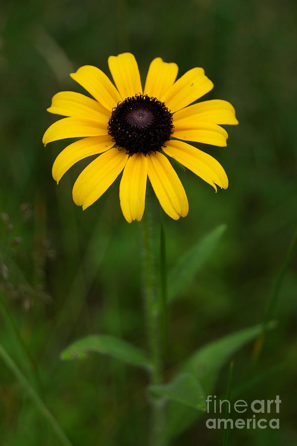 Black Eyed Susan Single by Kerri Mortenson Black Eyed Susan Single by Kerri Mortenson