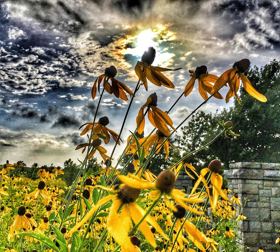 Black Eyed Susan Photograph by Sumoflam Photography