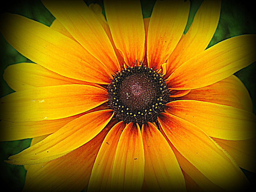 Black Eyed Susan Photograph by Suzanne DeGeorge