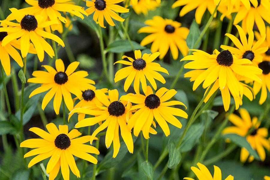 Sunflower Photograph - Black-eyed Susan Up Close by E Faithe Lester