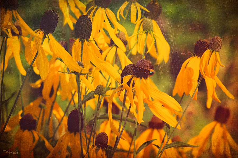 Black Eyed Susan Wildflowers Photograph by Anna Louise