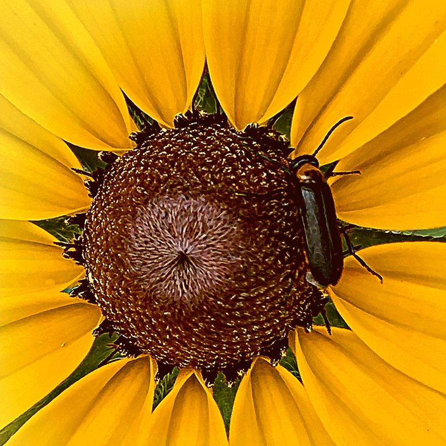 Black-eyed Susan with Bug Photograph by Phyllis Meinke