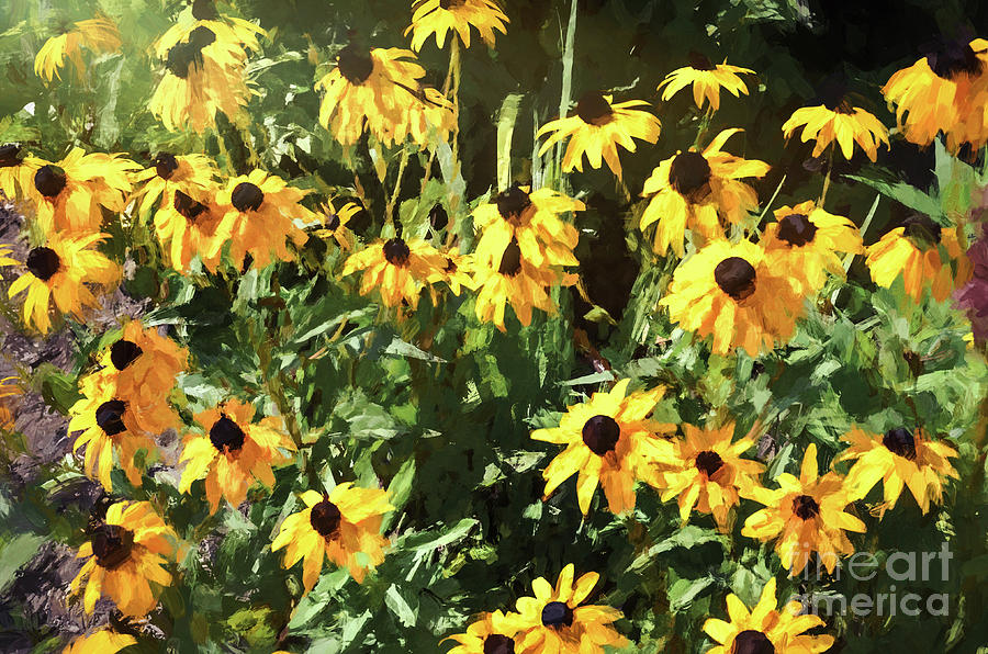 Black-eyed Susan Yellow Flowers Photograph by Andrea Anderegg