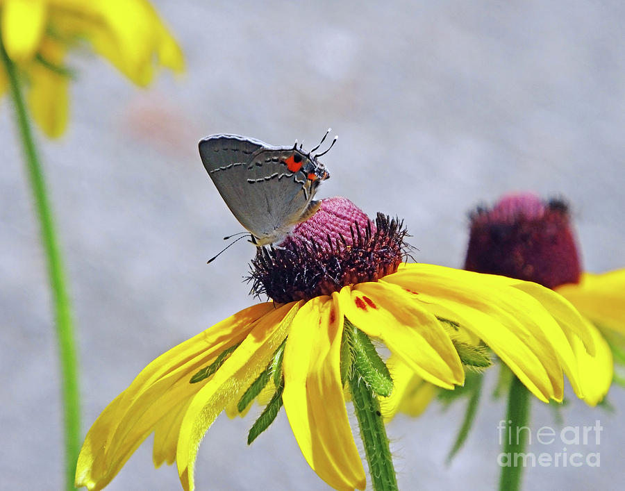 Black Eyed Susan 10 and Grey Hairstreak Butterfly Photograph by Lizi Beard-Ward