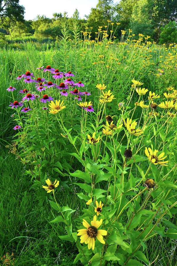 Black Eyed Susans and Coneflowers in McHenry County Photograph by Ray Mathis