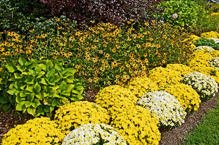 Black-eyed Susans and Hardy Mums in Meijer Gardens in Grand Rapids ...