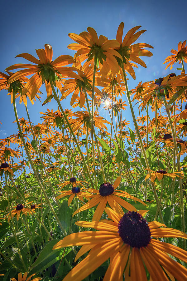 Sunflower Photograph - Black-Eyed-Susans Bask In The Sun by Rick Berk