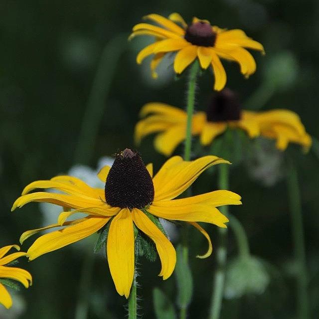 Black Eyed Susans Photograph by Carey Peacock