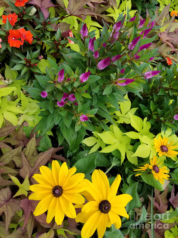Image of Black-eyed Susan and Celosia