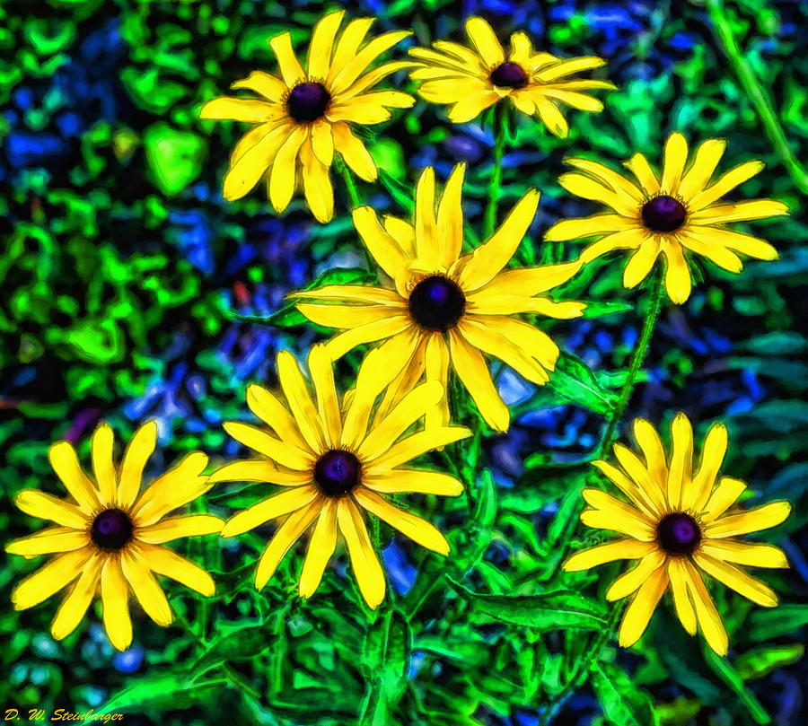 Black-eyed Susans Photograph by D W Steinbarger - Fine Art America