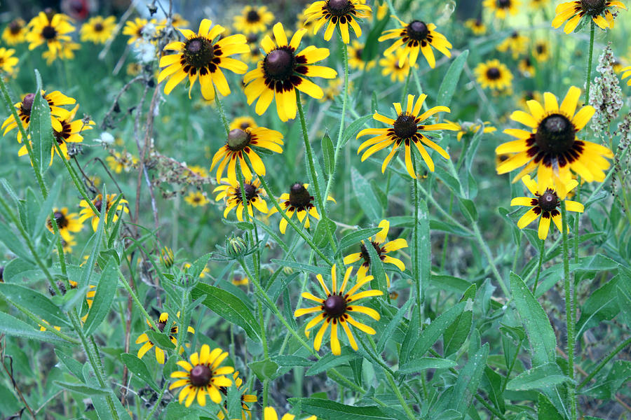 Black eyed Susans Photograph by Evelyn Patrick