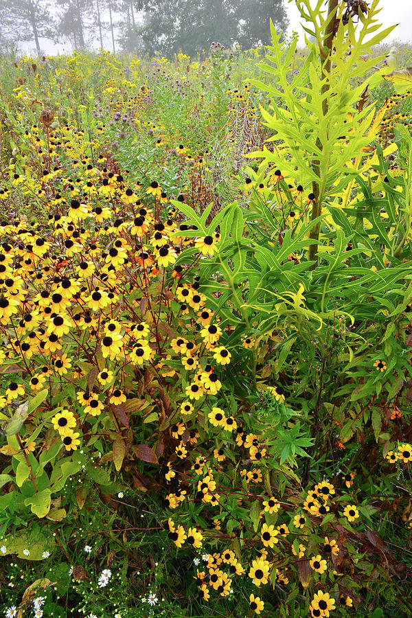 Black-Eyed Susans Galore at Brookdale Photograph by Ray Mathis