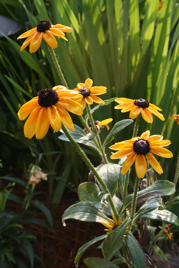 Flower Photograph - Black-Eyed Susans by Greg Joens
