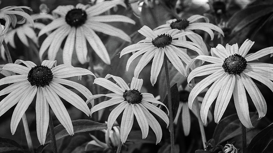 Black Eyed Susans in Black and White Photograph by Susan McMenamin