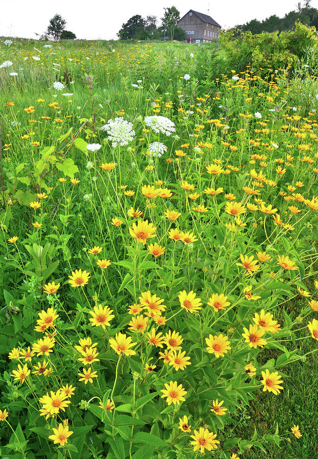 Black Eyed Susans in Glacial Park Photograph by Ray Mathis