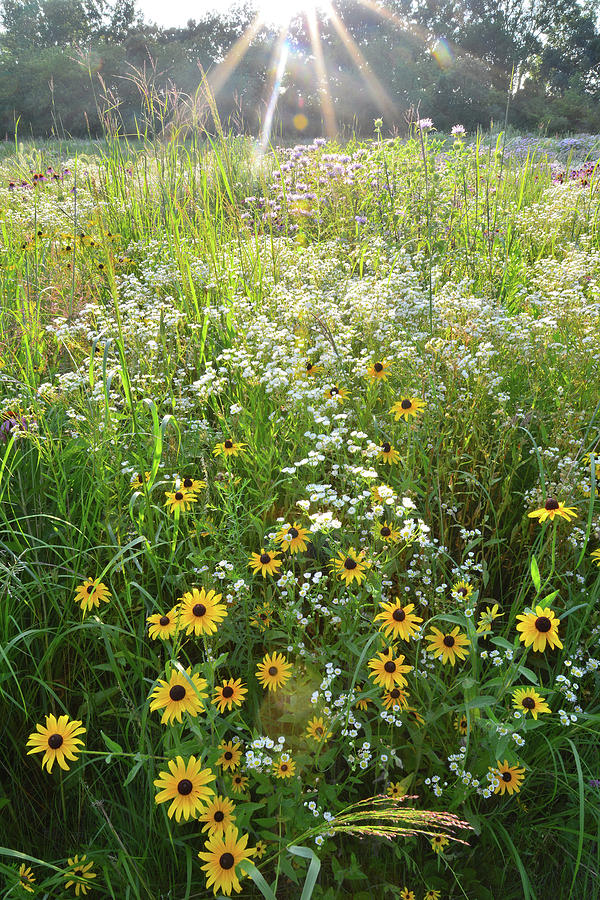 Black Eyed Susans in Shelley Kelly Prairie Photograph by Ray Mathis