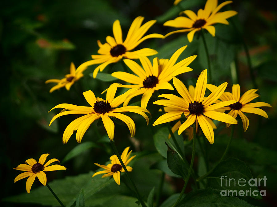 Black Eyed Susans In The Garden Shadows  Photograph by Dorothy Lee