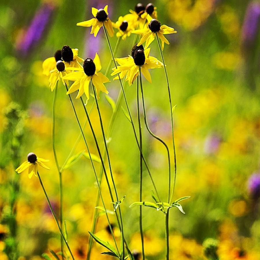 Nature Photograph - Black-eyed Susans In The Horicon Marsh by Melissa Tenpas