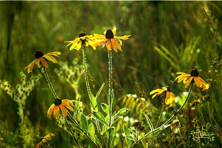 Black Eyed Susans in the Wild Photograph by Jim Vance