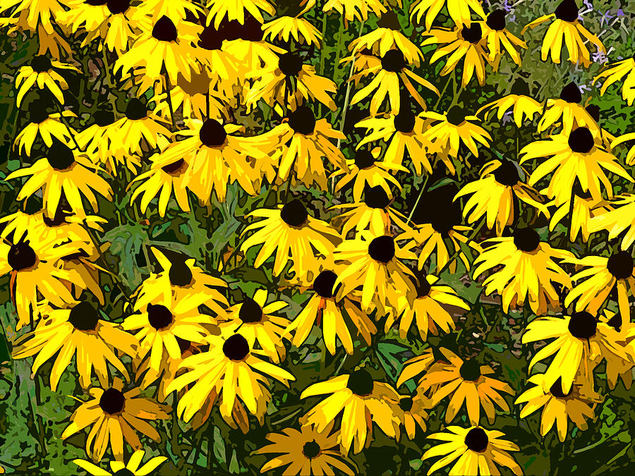 Flower Photograph - Black-Eyed Susans by Jean Hall
