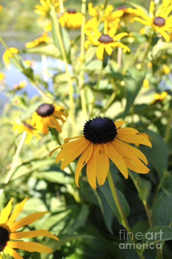 Black Eyed Susans Photograph by Penny Neimiller