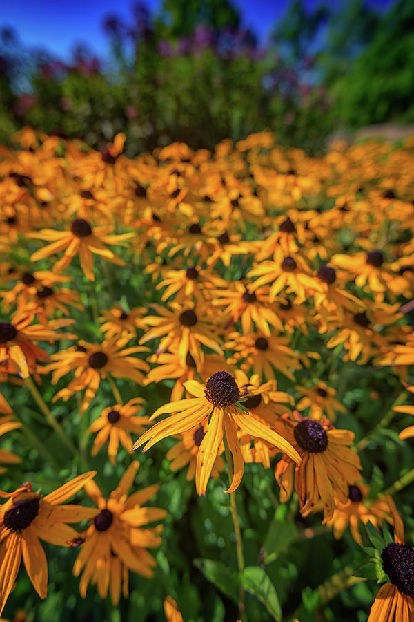 Sunflower Photograph - Black-Eyed Susans by Rick Berk