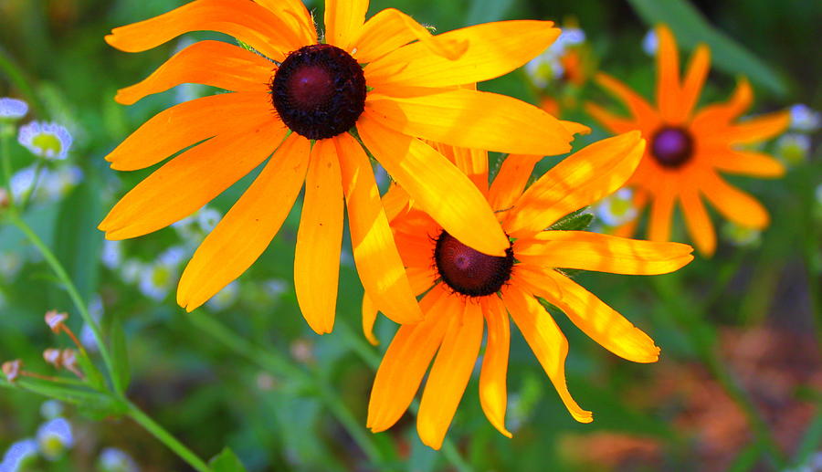 Black-eyed Susans Photograph by Sherry Hahn - Fine Art America