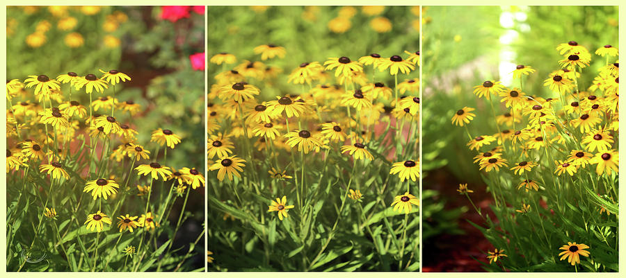 Black Eyed Susans Triptych Photograph by Theresa Campbell