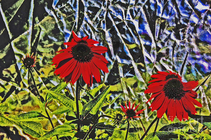Black Eyed Susans with angular background Photograph by David Frederick