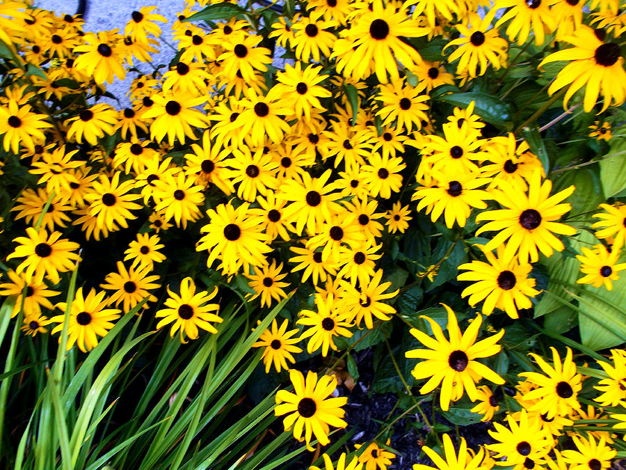 Yellow and on sale black flowers